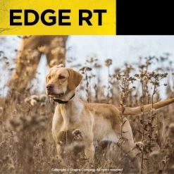 Dogtra - EDGE RT - 1 Mile - Remote Training Collar -PetSafe Store BrownDoginFieldWearingDogtraEDGERTRemoteTrainingCollar
