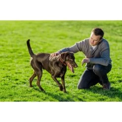 PetSafe - PIF00-13663 - Stay & Play Wireless Fence For Stubborn Dogs - Wireless E-Fence 7 PetSafe - PIF00-13663 - Stay & Play Wireless Fence For Stubborn Dogs - Wireless E-Fence -PetSafe Store DogPlayingwithOwner