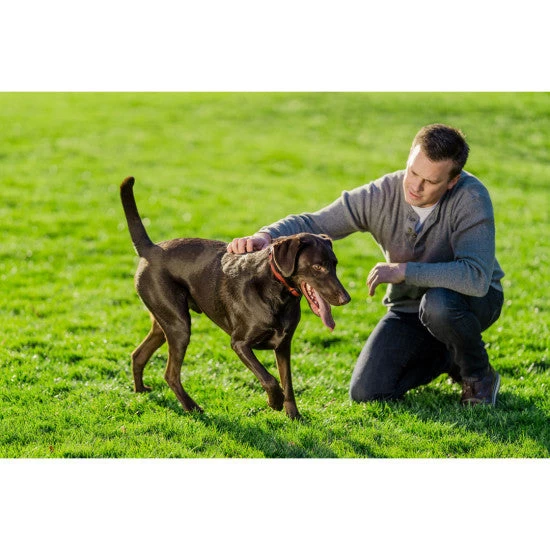PetSafe - PIF00-13663 - Stay & Play Wireless Fence For Stubborn Dogs - Wireless E-Fence 3 PetSafe - PIF00-13663 - Stay & Play Wireless Fence For Stubborn Dogs - Wireless E-Fence - Image 3