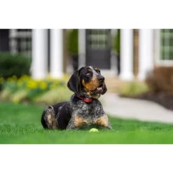 PetSafe - PIF00-13663 - Stay & Play Wireless Fence For Stubborn Dogs - Wireless E-Fence 8 PetSafe - PIF00-13663 - Stay & Play Wireless Fence For Stubborn Dogs - Wireless E-Fence -PetSafe Store DogSittingonLawnWearingRemoteTrainingCollar
