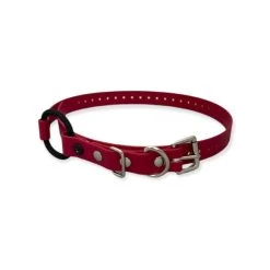 E-Collar Technologies - 3/4" Width Bungee Collar 18 E-Collar Technologies - 3/4" Width Bungee Collar -PetSafe Store E CollarTechnologies3 4 BungeeCollarStrap Red