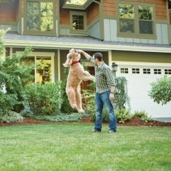 PetSafe - PIF-300 - Wireless Pet Containment System - Wireless E-Fence 7 PetSafe - PIF-300 - Wireless Pet Containment System - Wireless E-Fence -PetSafe Store petsafe pif 300 dog playing within wireless pet containment system