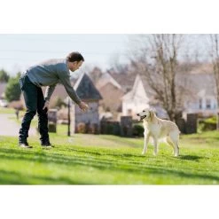 PetSafe - PIF00-12917 - Stay & Play Compact Wireless Fence - Wireless E-Fence 8 PetSafe - PIF00-12917 - Stay & Play Compact Wireless Fence - Wireless E-Fence -PetSafe Store petsafe pif00 12917 dog playing in field wearing stay play compact wireless e fence collar