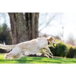 PetSafe - PIF00-12917 - Stay & Play Compact Wireless Fence - Wireless E-Fence 7 PetSafe - PIF00-12917 - Stay & Play Compact Wireless Fence - Wireless E-Fence -PetSafe Store petsafe pif00 12917 dog running while wearing stay play compact wireless e fence collar