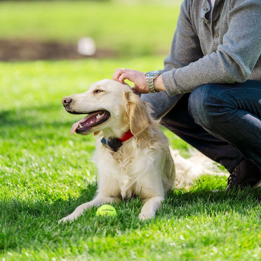 PetSafe - PIG00-10777 - Stubborn Dog In-Ground Fence - In-Ground Fence 3 PetSafe - PIG00-10777 - Stubborn Dog In-Ground Fence - In-Ground Fence - Image 3