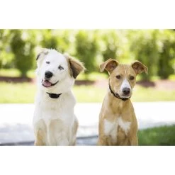 PetSafe - PIG00-11115 - YardMax Rechargeable In-Ground Fence - In-Ground Fence 16 PetSafe - PIG00-11115 - YardMax Rechargeable In-Ground Fence - In-Ground Fence -PetSafe Store petsafe pig00 11115 dogs wearing yardmax rechargeable in ground fence receiver collars