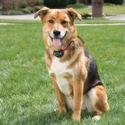 PetSafe - PIG00-14582 - Basic In-Ground Fence System - In-Ground Fence 7 PetSafe - PIG00-14582 - Basic In-Ground Fence System - In-Ground Fence -PetSafe Store petsafe pig00 14582 dog wearing basic in ground fence collar