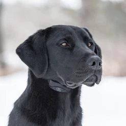 SportDOG - SBC-10 - NoBark - Replaceable Battery - No Bark Collar 13 SportDOG - SBC-10 - NoBark - Replaceable Battery - No Bark Collar -PetSafe Store sportdog sbc 10 black dog wearing no bark training collar