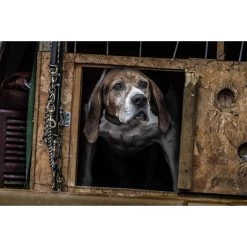 SportDOG - SBC-R - NoBark SBC-R - Rechargeable Battery - No Bark Collar 14 SportDOG - SBC-R - NoBark SBC-R - Rechargeable Battery - No Bark Collar -PetSafe Store sportdog sbc r dog wearing no bark remote training collar