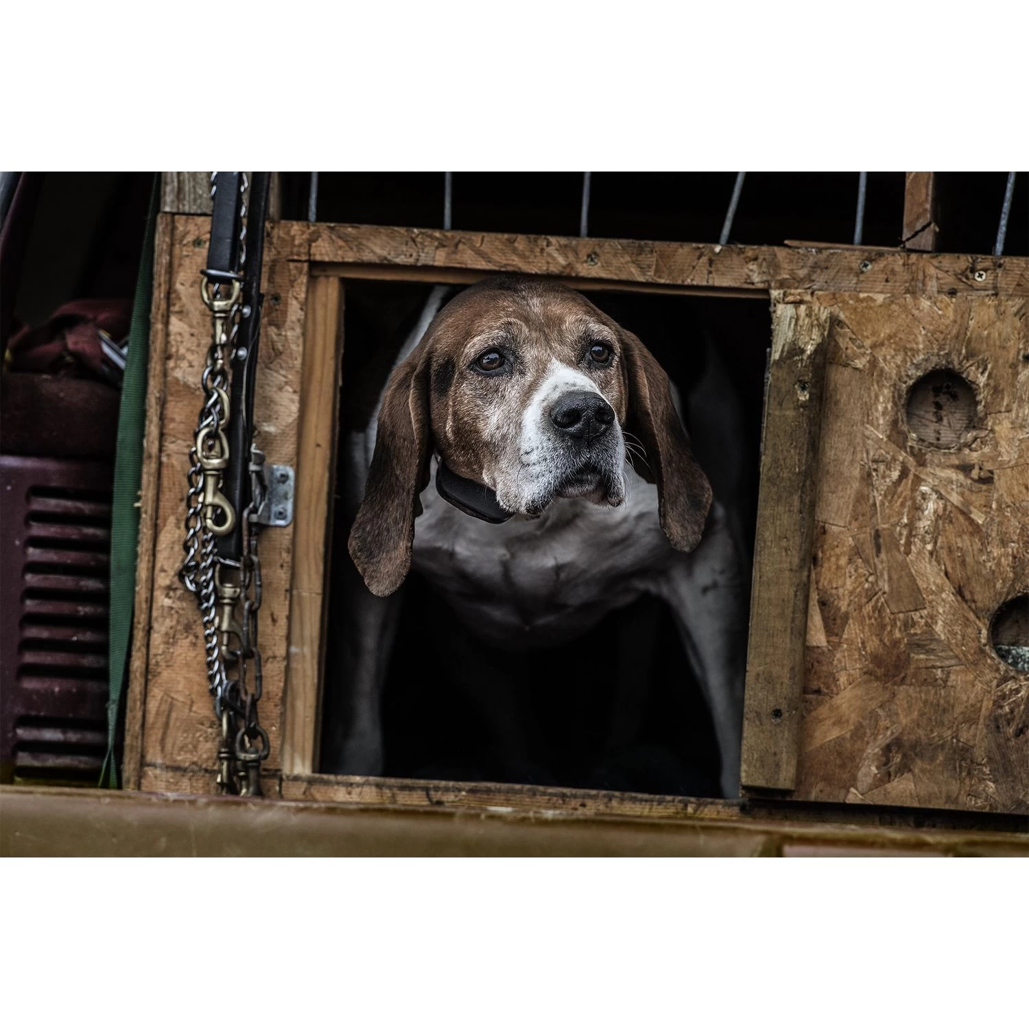 SportDOG - SBC-R - NoBark SBC-R - Rechargeable Battery - No Bark Collar 7 SportDOG - SBC-R - NoBark SBC-R - Rechargeable Battery - No Bark Collar - Image 7