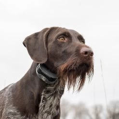 SportDOG - SD-1275 (Black) - SportTrainer 1275 - Black- 3/4 Mile - Remote Training Collar 11 SportDOG - SD-1275 (Black) - SportTrainer 1275 - Black- 3/4 Mile - Remote Training Collar -PetSafe Store sportdog sd 1275 dog wearing sporttrainer black remote training collar