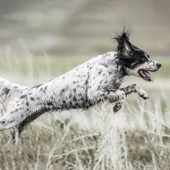 SportDOG - SD-1825X - SportHunter 1825X - 1 Mile - Remote Training Collar 13 SportDOG - SD-1825X - SportHunter 1825X - 1 Mile - Remote Training Collar -PetSafe Store sportdog sd 1825x dog wearing sporthunter remote training collar