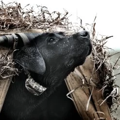 SportDOG - SD-425XCamo - WetlandHunter 425X - 500 Yards - Remote Training Collar 15 SportDOG - SD-425XCamo - WetlandHunter 425X - 500 Yards - Remote Training Collar -PetSafe Store sportdog sd 425xcamo dog wearing wetlandhunter remote training collar