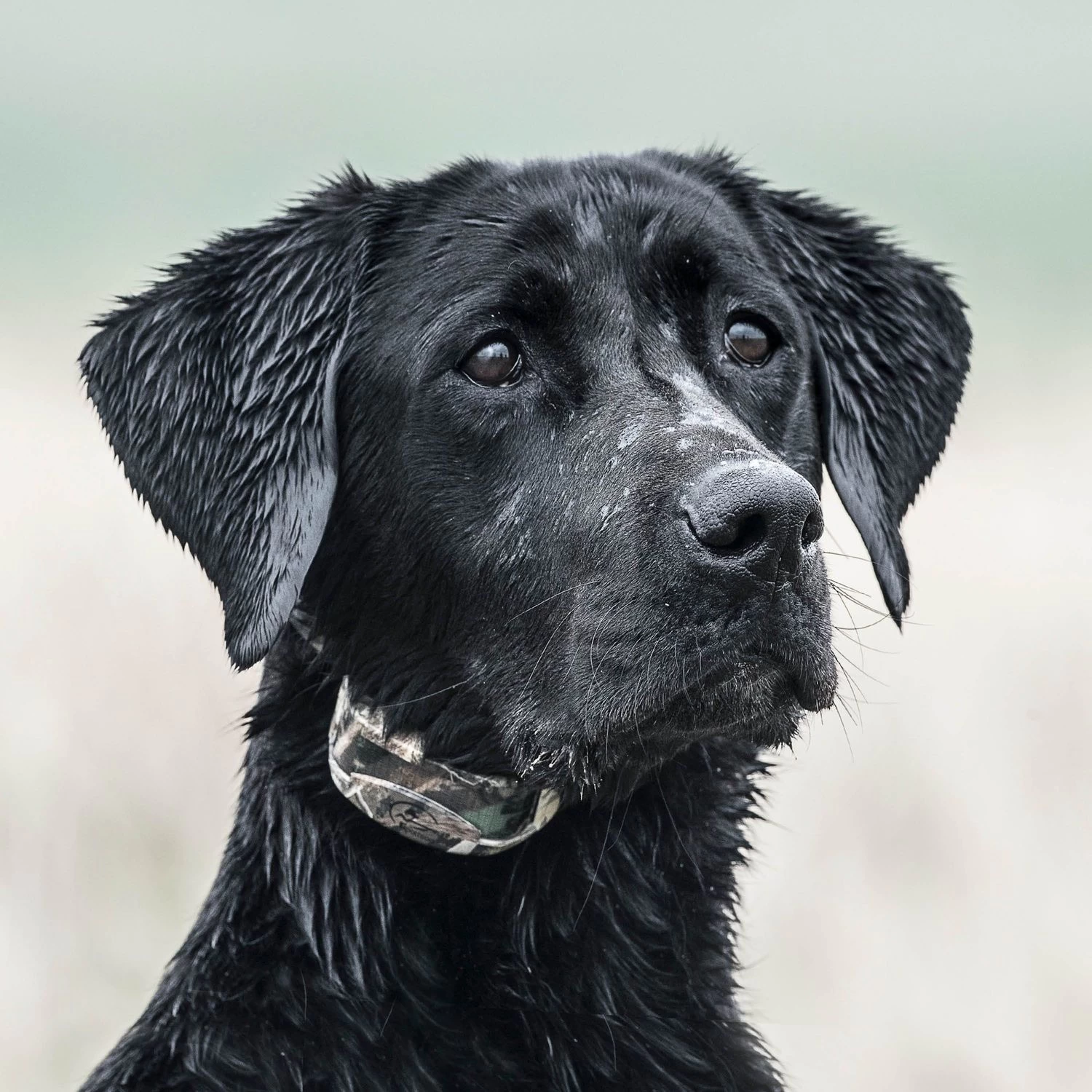 SportDOG - SD-425XCamo - WetlandHunter 425X - 500 Yards - Remote Training Collar 6 SportDOG - SD-425XCamo - WetlandHunter 425X - 500 Yards - Remote Training Collar - Image 6