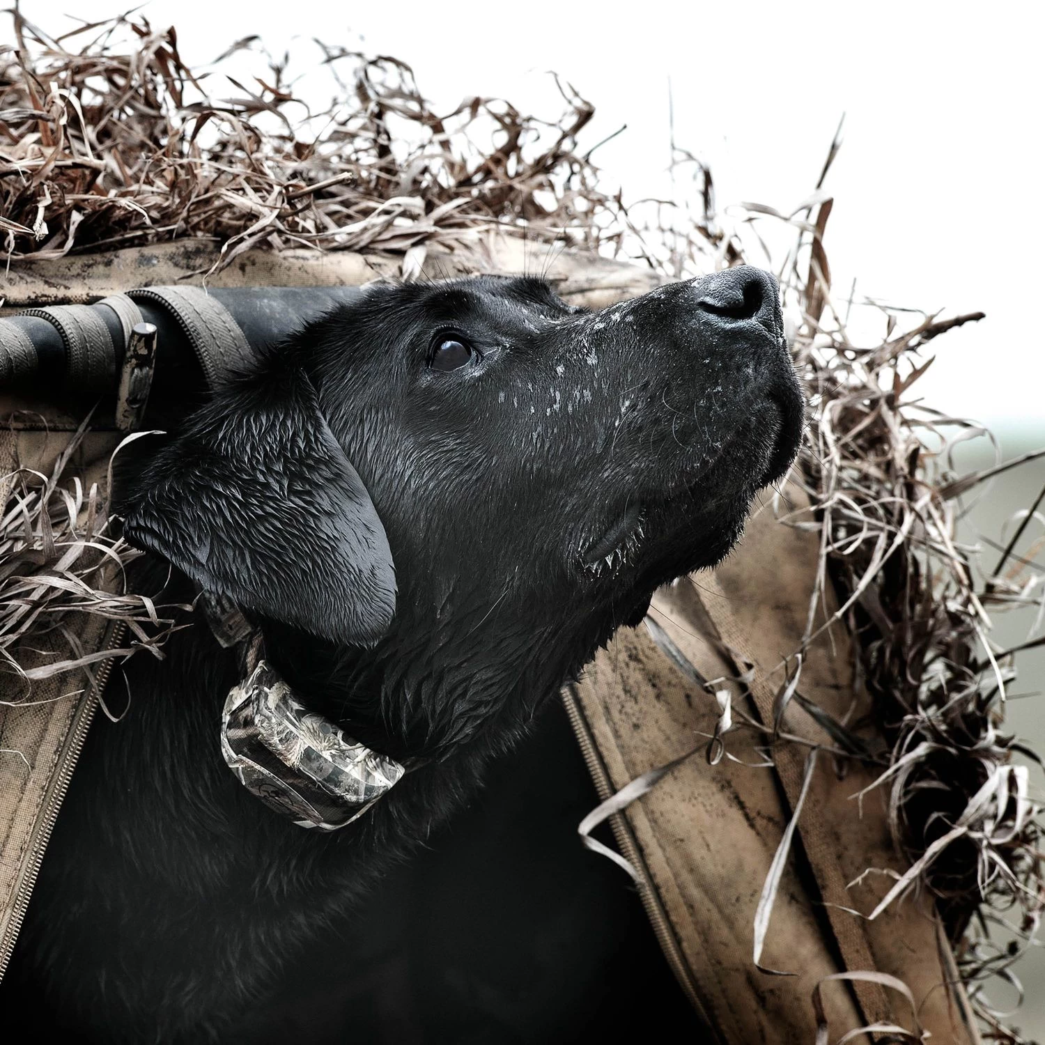 SportDOG - SD-425XCamo - WetlandHunter 425X - 500 Yards - Remote Training Collar 7 SportDOG - SD-425XCamo - WetlandHunter 425X - 500 Yards - Remote Training Collar - Image 7