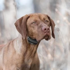 SportDOG - SD-575 (black) - SportTrainer 575 - Black - 500 Yards - Remote Training Collar 11 SportDOG - SD-575 (black) - SportTrainer 575 - Black - 500 Yards - Remote Training Collar -PetSafe Store sportdog sd 575 dog wearing black sporttrainer remote training collar