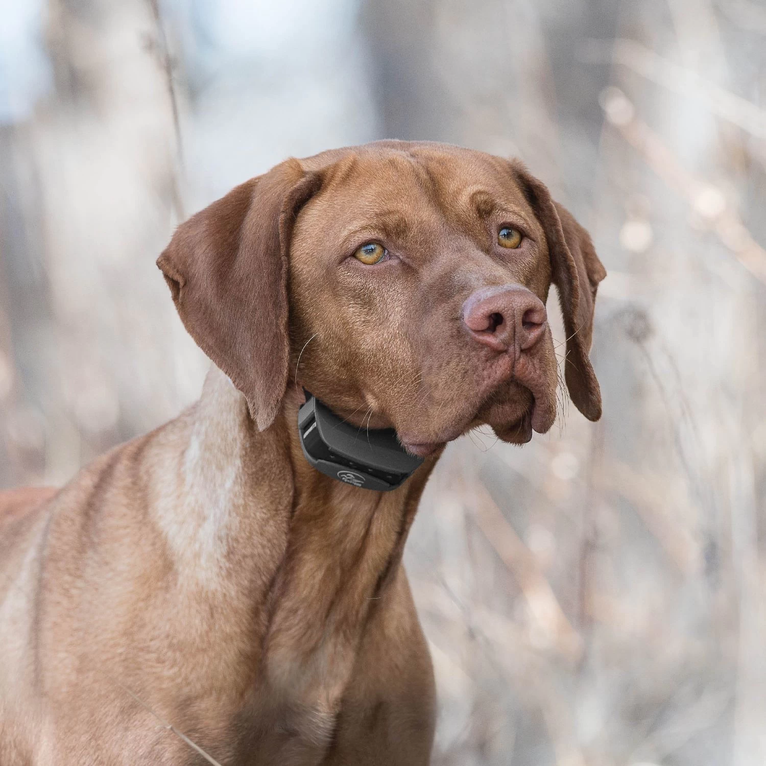 SportDOG - SD-575 (black) - SportTrainer 575 - Black - 500 Yards - Remote Training Collar 6 SportDOG - SD-575 (black) - SportTrainer 575 - Black - 500 Yards - Remote Training Collar - Image 6