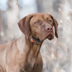 SportDog - SD-575E - SportTrainer 575 - Orange - 500 Yards - Remote Training Collar 13 SportDog - SD-575E - SportTrainer 575 - Orange - 500 Yards - Remote Training Collar -PetSafe Store sportdog sd 575e dog wearing sporttrainer remote training collar