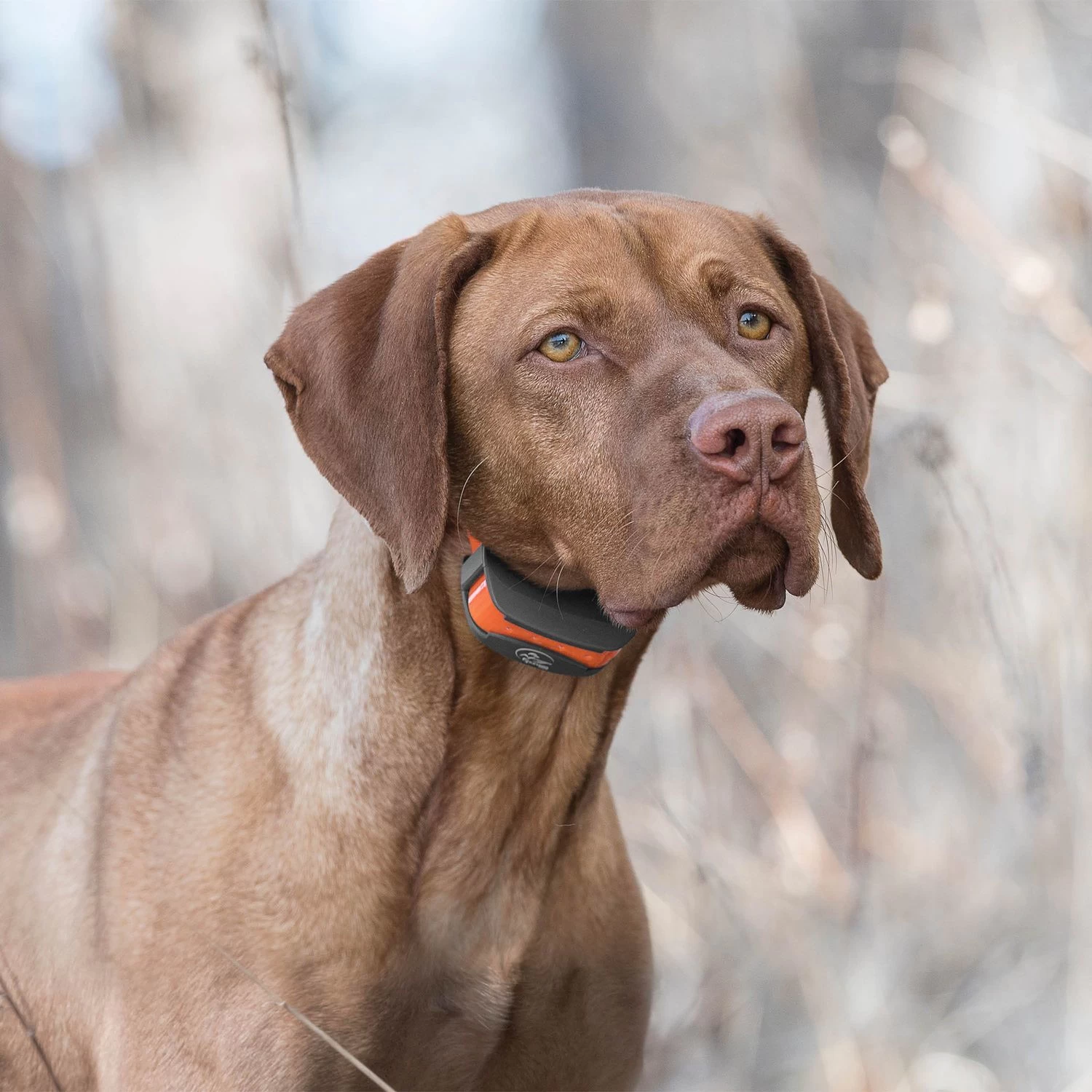 SportDog - SD-575E - SportTrainer 575 - Orange - 500 Yards - Remote Training Collar 6 SportDog - SD-575E - SportTrainer 575 - Orange - 500 Yards - Remote Training Collar - Image 6