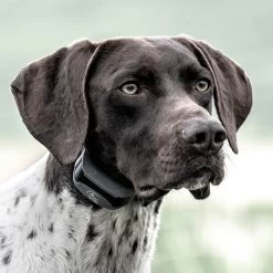 SportDOG - SD-825X - SportHunter 825X - 1/2 Mile - Remote Training Collar 15 SportDOG - SD-825X - SportHunter 825X - 1/2 Mile - Remote Training Collar -PetSafe Store sportdog sd 825x dog wearing sporthunter remote training collar