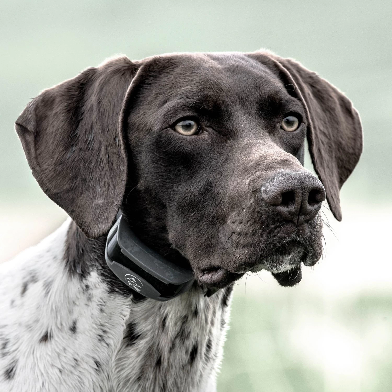 SportDOG - SD-825X - SportHunter 825X - 1/2 Mile - Remote Training Collar 7 SportDOG - SD-825X - SportHunter 825X - 1/2 Mile - Remote Training Collar - Image 7