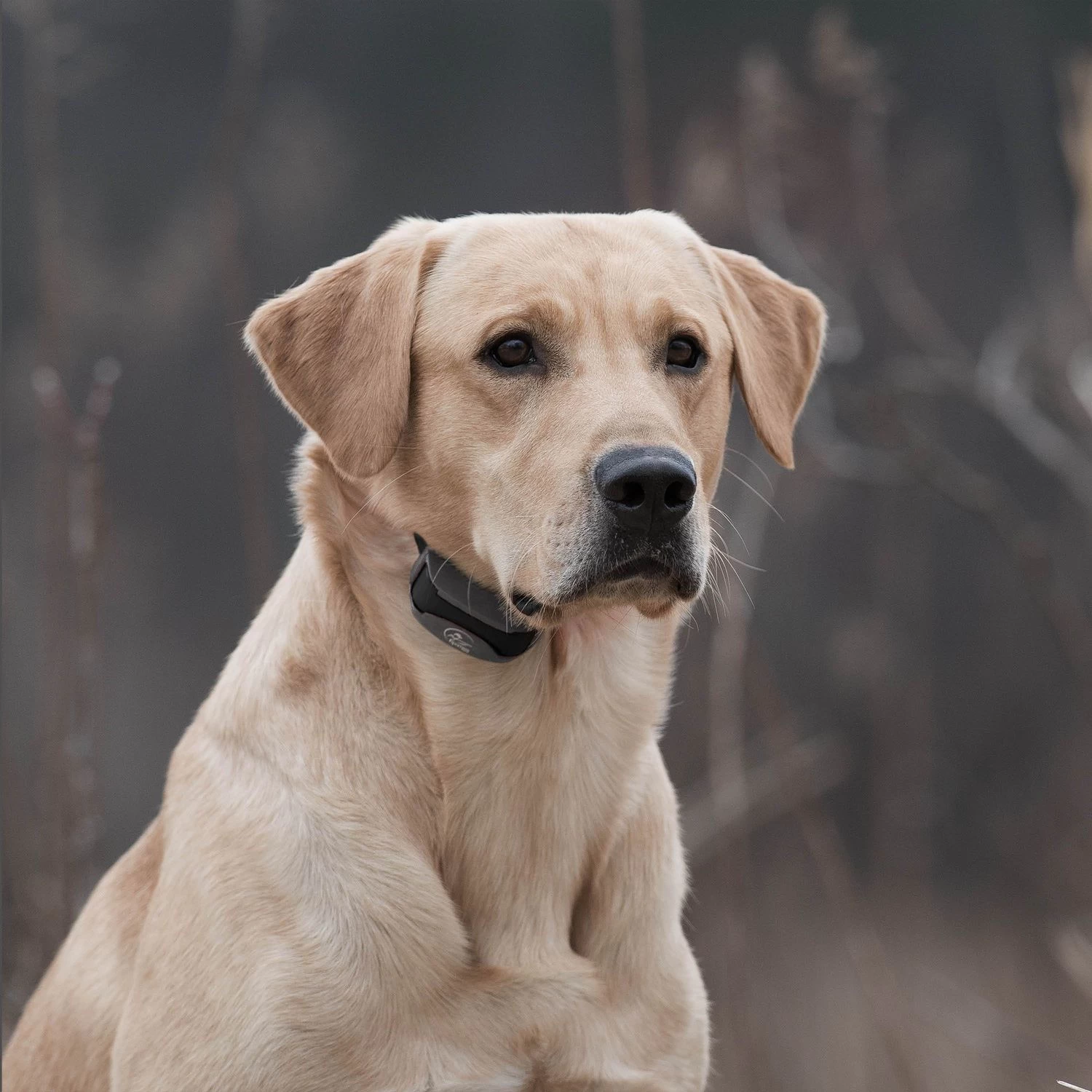SportDOG - SD-875 - SportTrainer 875 - Black - 1/2 Mile - Remote Training Collar 6 SportDOG - SD-875 - SportTrainer 875 - Black - 1/2 Mile - Remote Training Collar - Image 6