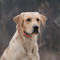 SportDOG - SD-875E - SportTrainer 875 - Orange - 1/2 Mile - Remote Training Collar 15 SportDOG - SD-875E - SportTrainer 875 - Orange - 1/2 Mile - Remote Training Collar -PetSafe Store sportdog sd 875e dog wearing sporttrainer remote training collar