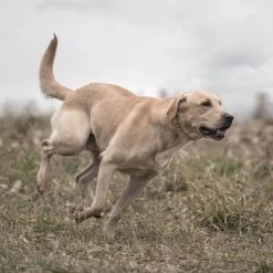 SportDOG - SD-875E - SportTrainer 875 - Orange - 1/2 Mile - Remote Training Collar 14 SportDOG - SD-875E - SportTrainer 875 - Orange - 1/2 Mile - Remote Training Collar -PetSafe Store sportdog sd 875e dog wearing sporttrainer remote training collar in the field