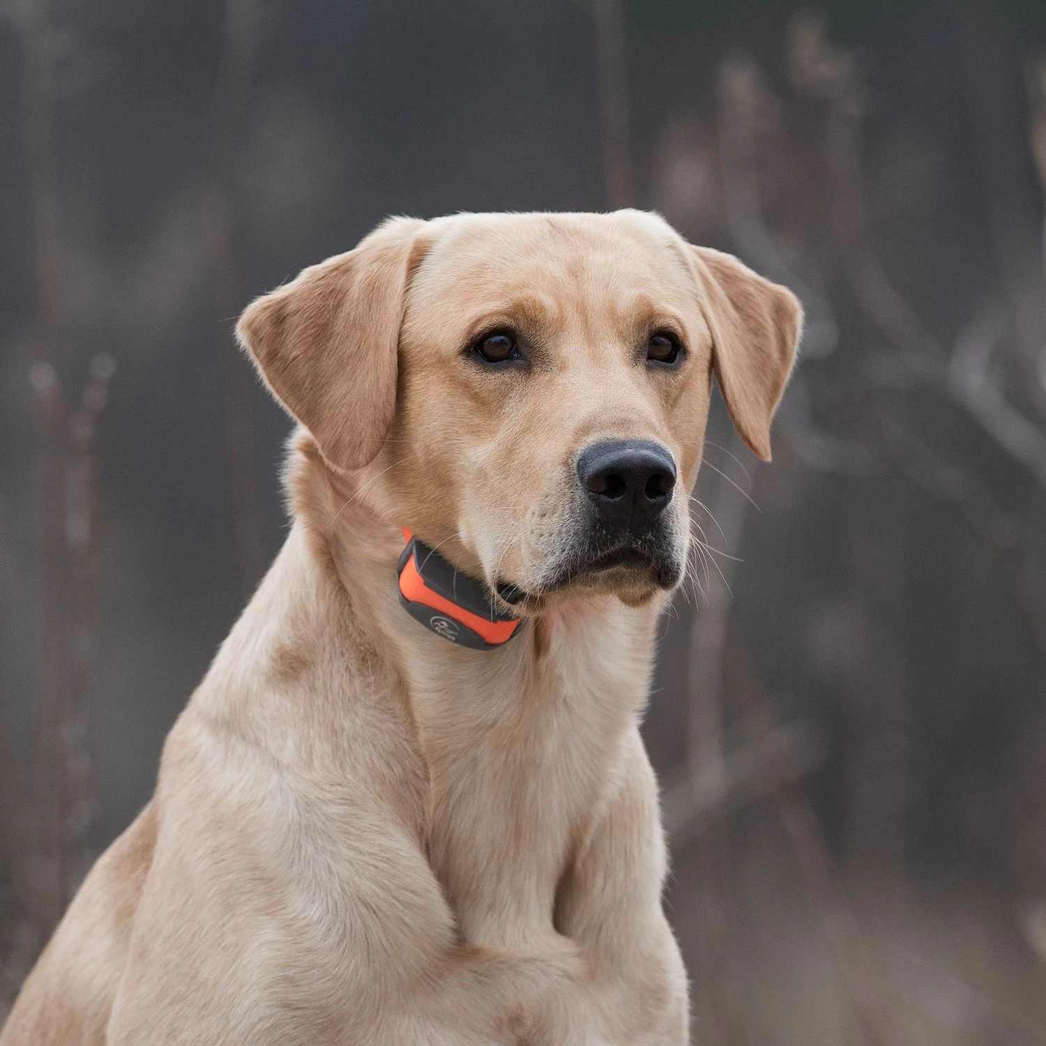 SportDOG - SD-875E - SportTrainer 875 - Orange - 1/2 Mile - Remote Training Collar 7 SportDOG - SD-875E - SportTrainer 875 - Orange - 1/2 Mile - Remote Training Collar - Image 7