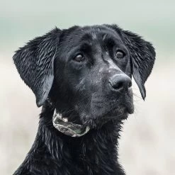 SportDOG - SDR-AXC - WETLANDHUNTER 425X ADD-A-DOG COLLAR - Additional Collar -PetSafe Store sportdog sdr axc dog wearing additional collar for wetlandhunter 425x remote trainer ver2