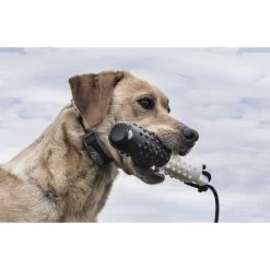 SportDOG - SDR-AXF - FIELDTRAINER 425X/SPORTHUNTER 825X ADD-A-DOG COLLAR - Additional Collar -PetSafe Store sportdog sdr axf dog wearing additional collar for fieldtrainer 425x sporthunter 825x and sporttrainer 575e 875e remote trainers