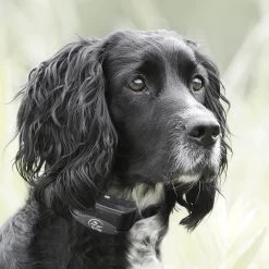 SportDOG - YT-100 - YardTrainer 100 - 100 Yards - Remote Training Collar 11 SportDOG - YT-100 - YardTrainer 100 - 100 Yards - Remote Training Collar -PetSafe Store sportdog yt 100 dog wearing yardtrainer remote training collar