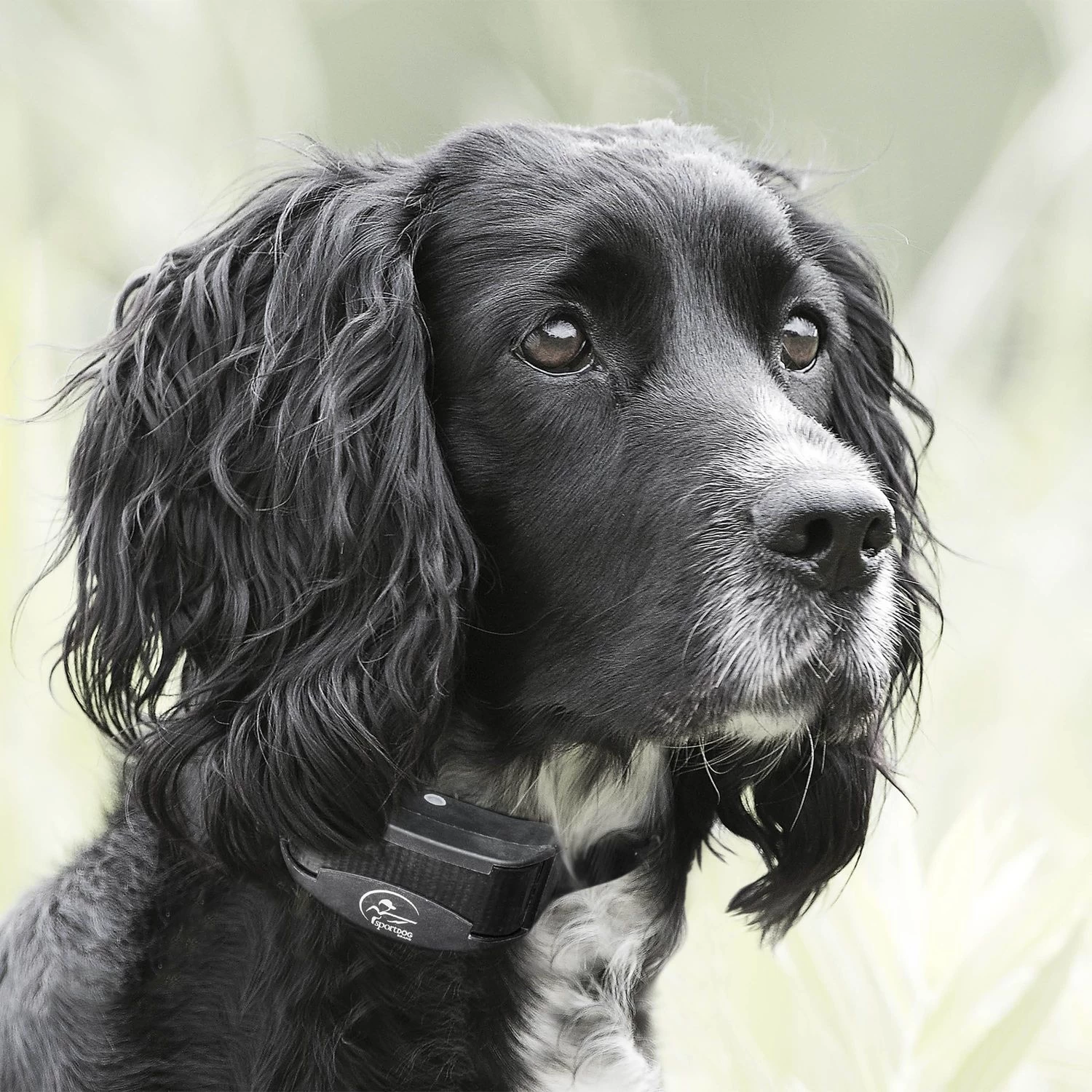 SportDOG - YT-100 - YardTrainer 100 - 100 Yards - Remote Training Collar 6 SportDOG - YT-100 - YardTrainer 100 - 100 Yards - Remote Training Collar - Image 6