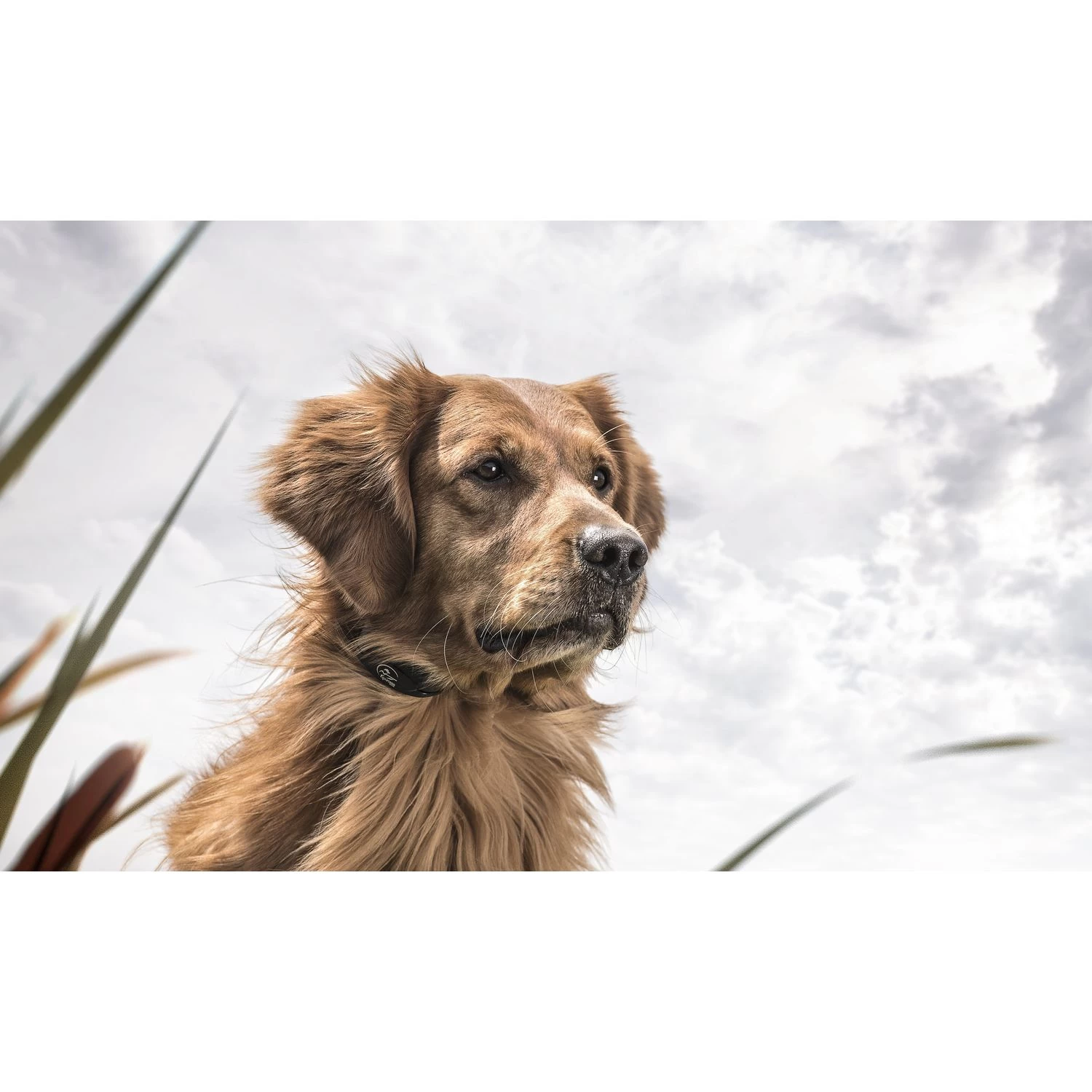 SportDOG - YT-100S - YardTrainer 100S - 100 Yards - Remote Training Collar 4 SportDOG - YT-100S - YardTrainer 100S - 100 Yards - Remote Training Collar - Image 4