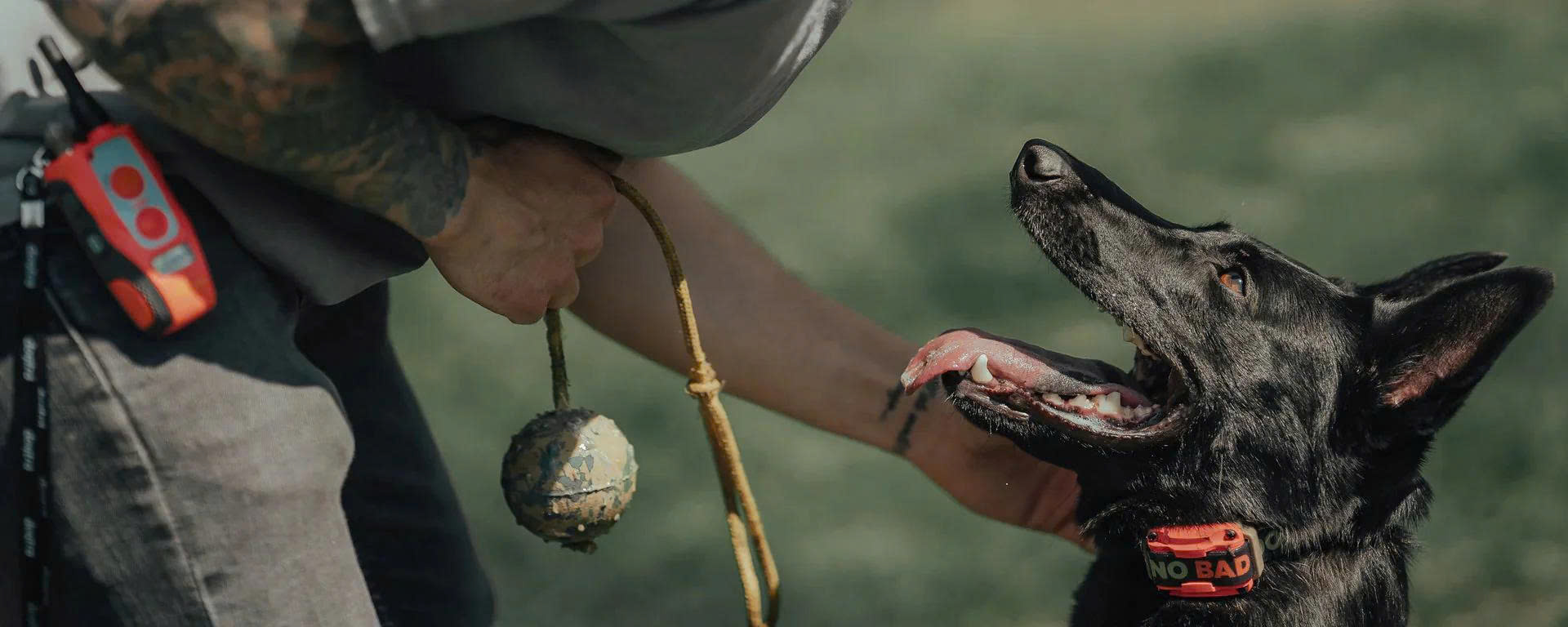 PetSafe Store -PetSafe Store z6695031930168 3f8153636782b8b3120953d5b69797fe