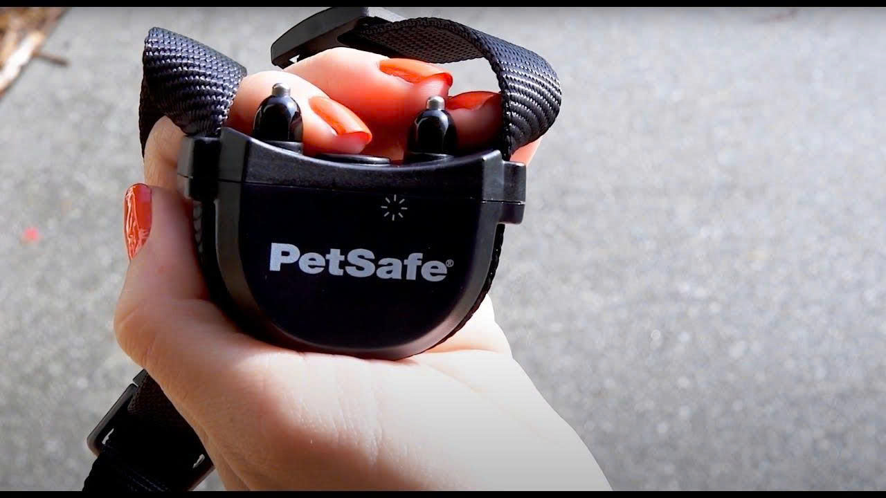 PetSafe Store -PetSafe Store z6695065774712 1a9c2576b57fafc41a1b9ca539ed6307